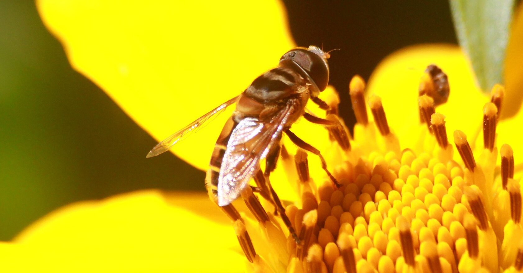 A Mosca Cega Folha1 - BethLandim