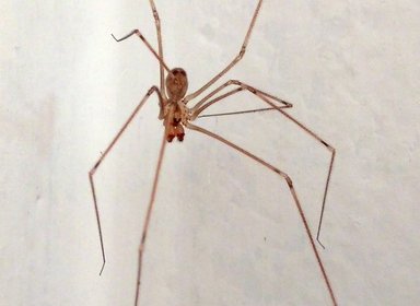 Aranha de pernas compridas