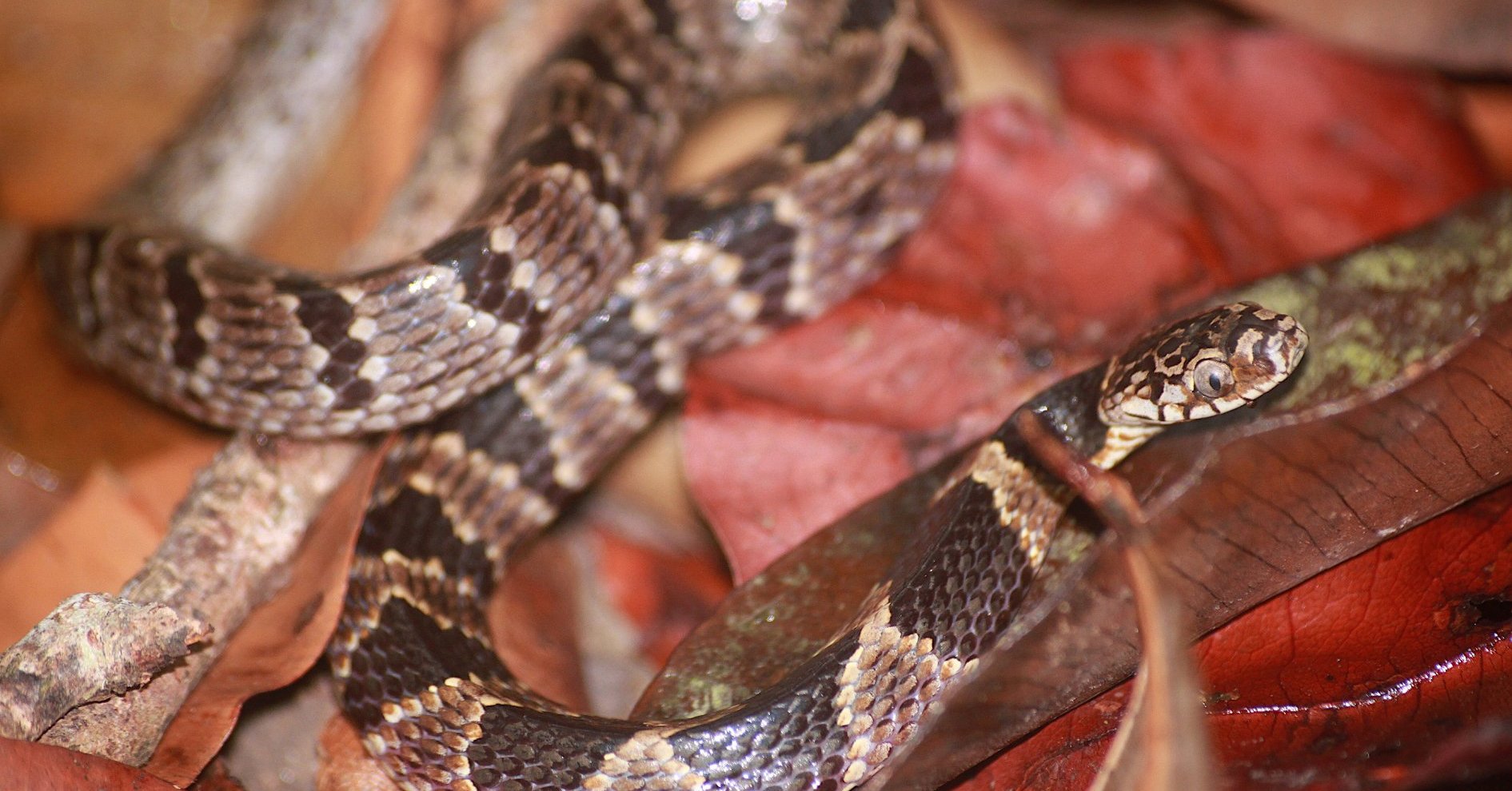 Algumas serpentes conhecidas como jararacas. Dipsas catesbyi (A).