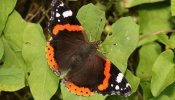 Vanessa atalanta