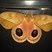 Mariposa olho de pavão alaranjado