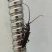 Besouro magrinho - Cerambycidae