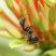 Percevejo-formiga Alydidae