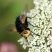 Tachina grossa