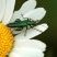 Oedemera nobilis