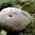 Coral Siderastrea stellata