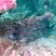 Peixe-sabão comum (Rypticus saponaceus)