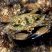 Siri Callinectes marginatus