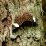 Borboleta Ectima