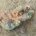 Amphimedon viridis
