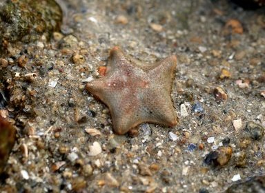 Asterina gibbosa