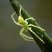Aranha Sparassidae verde