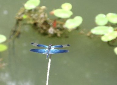 Rhyothemis sp 1