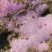 Coral Siderastrea stellata