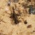 Ninfa predadora - Odonata (libélula)