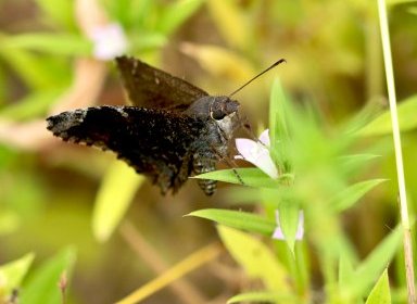 Borboleta marrom
