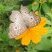 Borboleta visitando flor