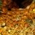 Zoanthus sociatus marrons