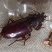 Besouro Carabidae