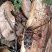 Arlequim da mata - Acrocinus longimanus