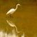 Garça-branca-grande (Ardea alba)
