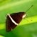 Borboleta preta da listra branca Telchin licus