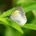 Borboleta Pieridae