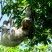 Bicho-preguiça (Bradypus variegatus)