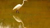 Garça-branca-grande (Ardea alba)