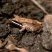 Leptodactylus mystaceus