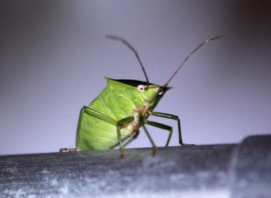 Percevejo verde