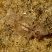 Platelminto Polycladida