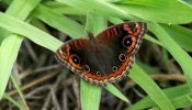 Borboleta-olho-de-pavão (Junonia evarete)