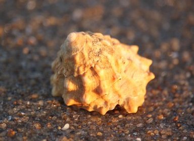 Lithopoma tectum