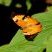Borboleta Zaretis