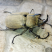 Megasoma gyas