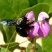 Mamangava preta