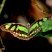 Borboleta Malaquita