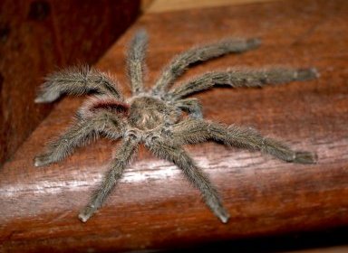 Aranha caranguejeira