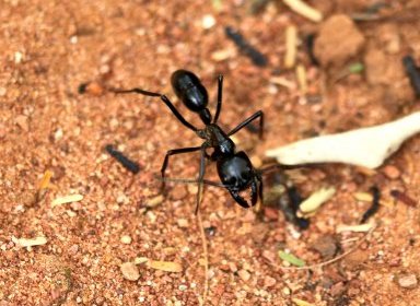 Formiga gigante