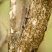 Lygodactylus klugei