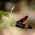 Heliconius erato