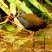 Saracura-sanã (Pardirallus nigricans)