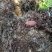 Falsa-Barata-do-coqueiro (Coraliomela brunnea)