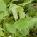 Larva da Borboleta Zebra