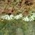 Stylaster roseus