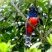 Surucuá de barriga vermelha (Trogon curucui)