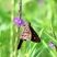 Bornoleta Hesperiidae