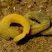 Enteropneusta amarelo