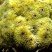 Porites astreoides